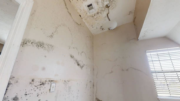 Best HVAC Mold Inspection and Cleaning  in Algona, IA