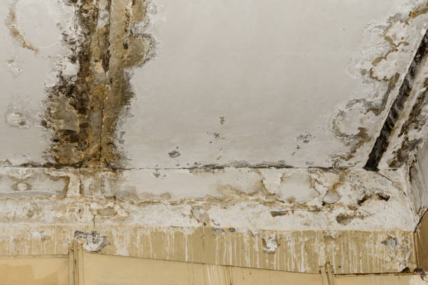 Best Forensic Mold Investigation  in Algona, IA