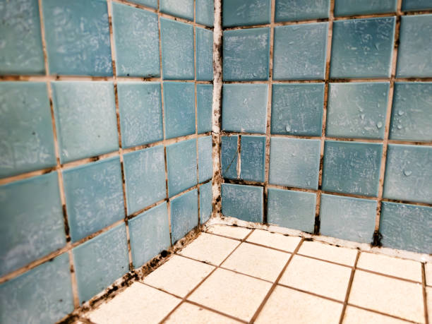Best Air Quality Testing for Mold Spores  in Algona, IA