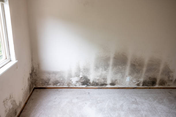 Best Mold Damage Restoration  in Algona, IA