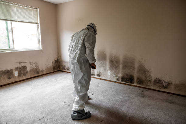 Best Emergency Mold Remediation  in Algona, IA